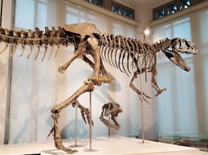 Museum of Natural Sciences 2